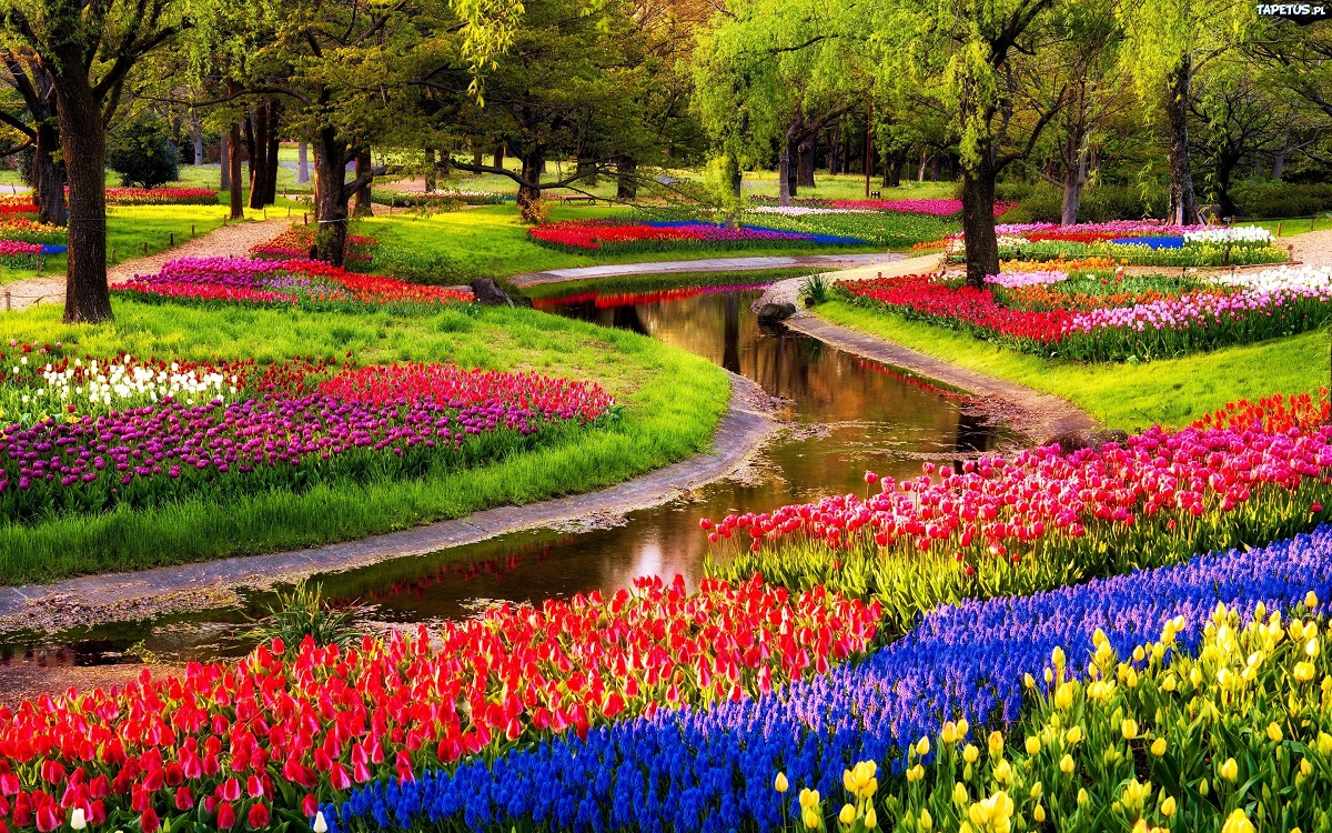Hà Lan thiên đường của các loài hoa