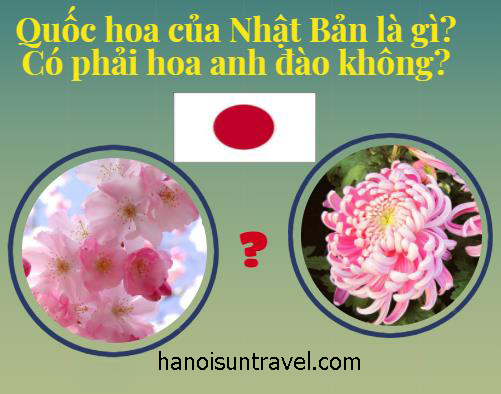 Hoa anh đào có phải Quốc hoa của Nhật Bản?
